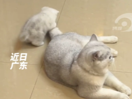 小猫玩着大猫的尾巴好像在玩逗猫棒