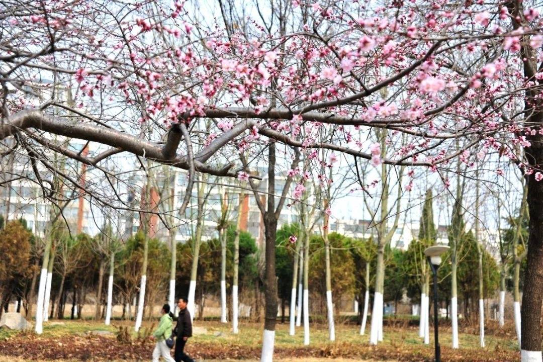 实拍！说开就开，淄博的花海！“赏花地图”已到手，快去赴春光~