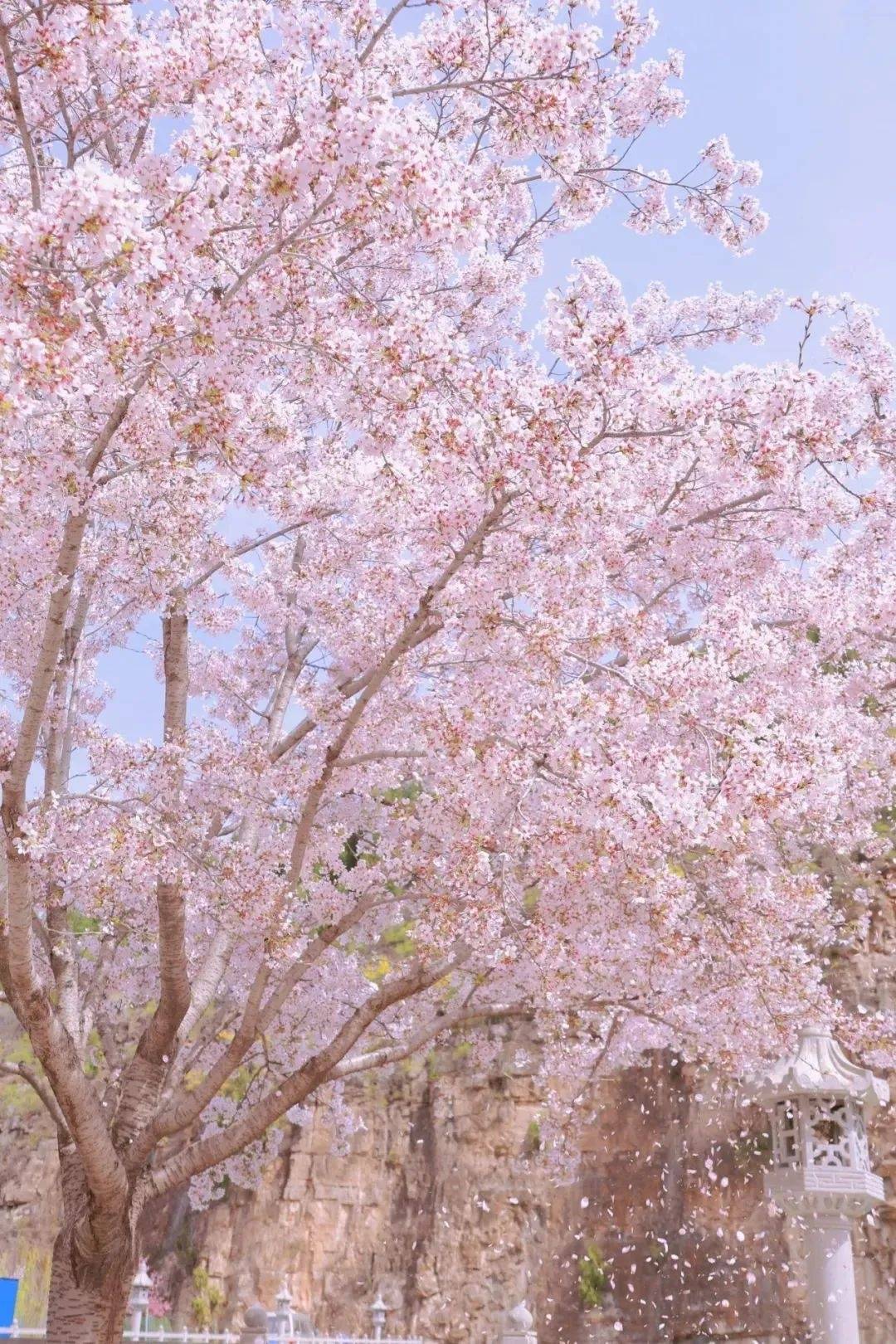 这样的好天气，宜赏花踏青~