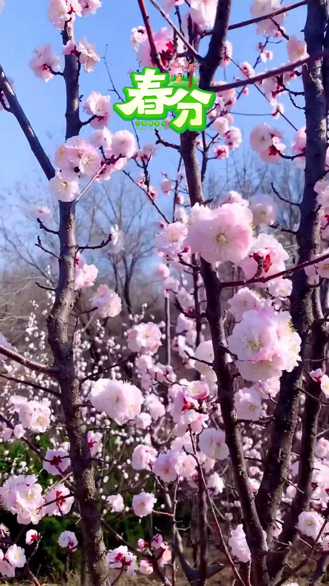 今日春分 欣欣向荣~