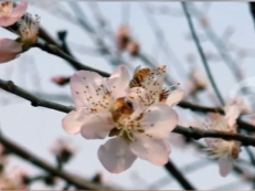 三月春风起 桃花处处浓，共赴文昌湖畔好风光