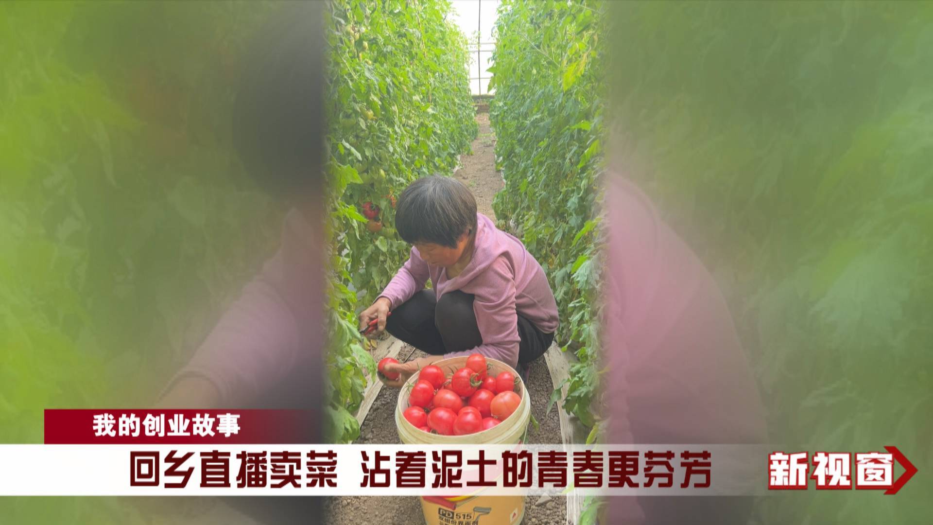 回乡直播卖菜 沾着泥土的青春更芬芳