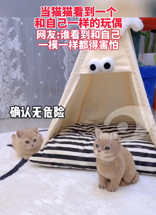 ​当猫猫看到一个和自己一样的玩偶   网友：谁看到和自己一模一样的都得害怕