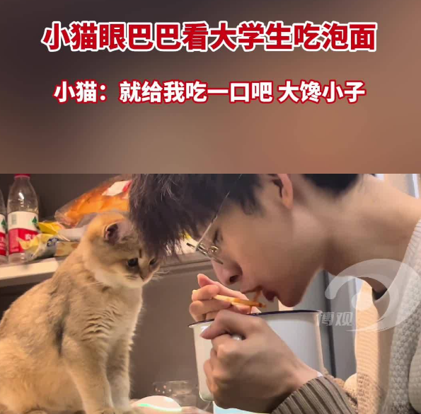 小猫眼巴巴看大学生吃泡面  小猫：就给我吃一口吧 大馋小子