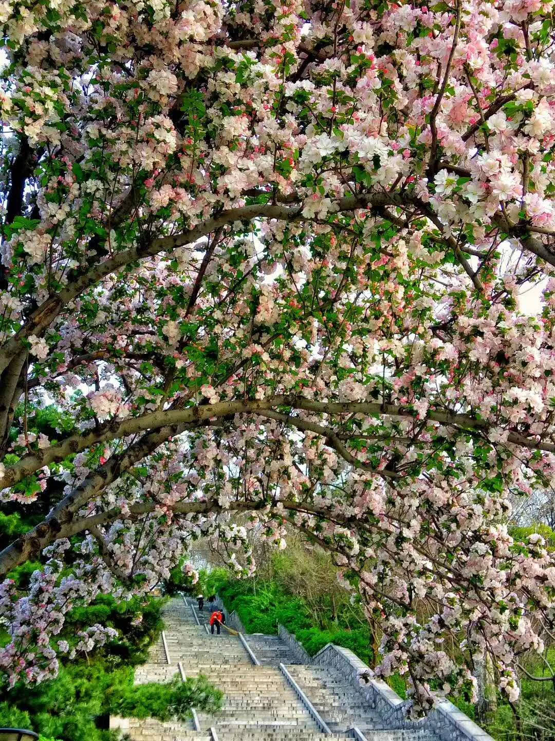 免费开放！淄博这43处公园绿地！露营野餐、赏花约起~