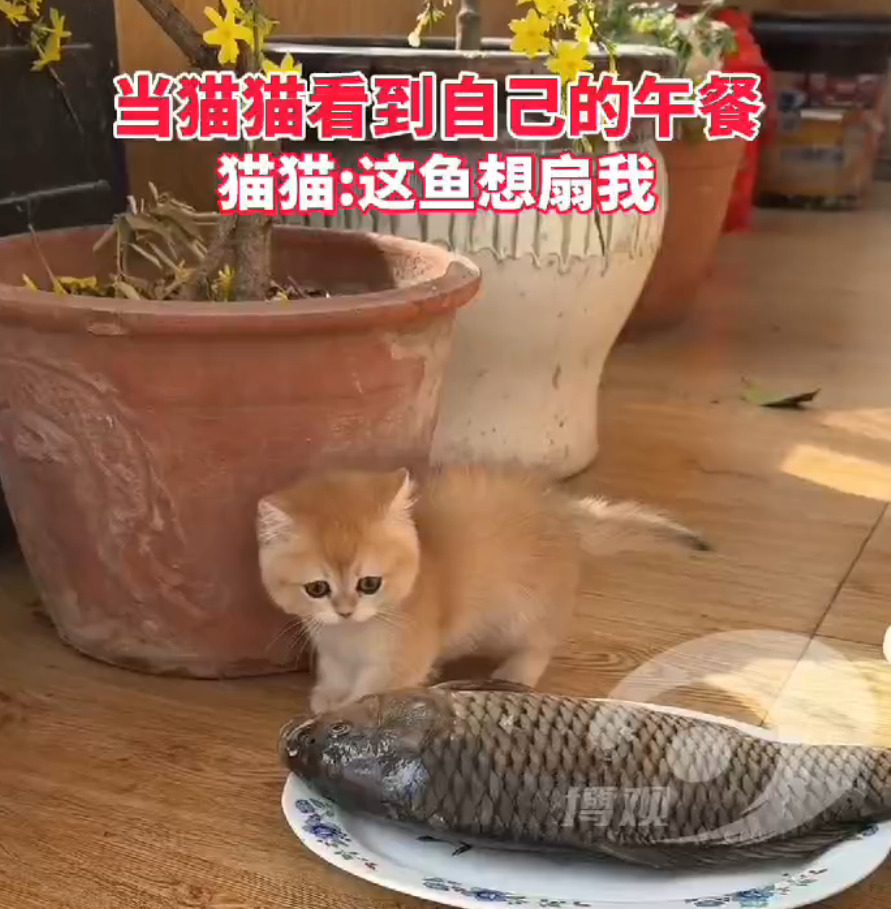 当猫猫看到自己的午餐