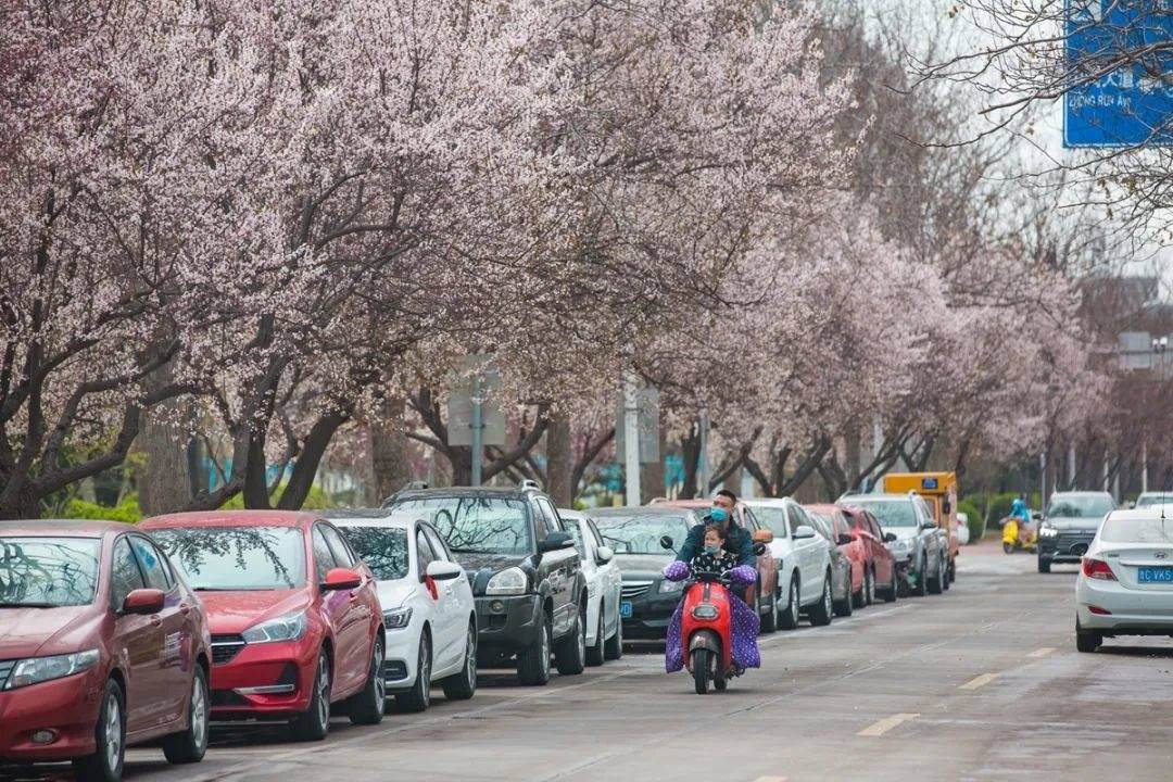 出发！这些公交直达“花海”，快去邂逅淄博的“一路繁花”！