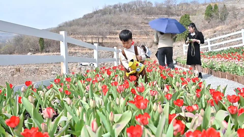 “云上郁金香”带火“赏花经济”