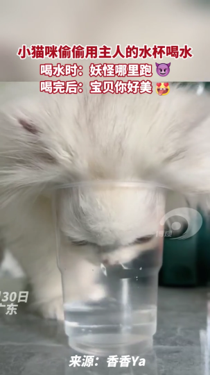 小猫咪偷偷用主人的水杯喝水