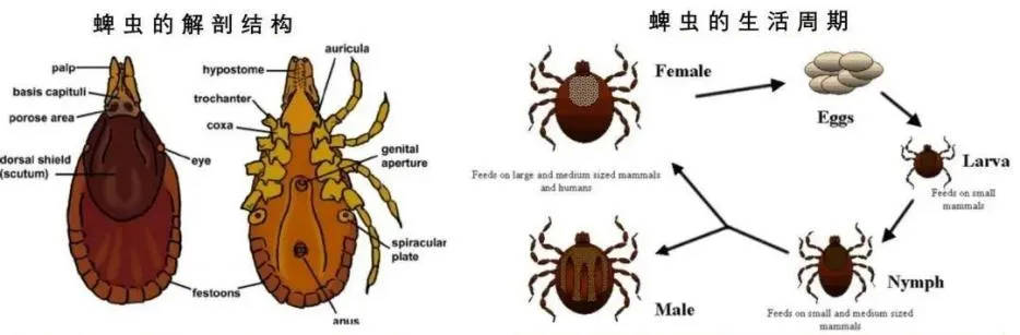 仍处于高发期！淄博疾控最新提示