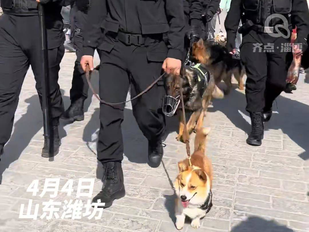 “柯基警官”福仔假期巡逻引围观 网友：柯sir不愧是顶流