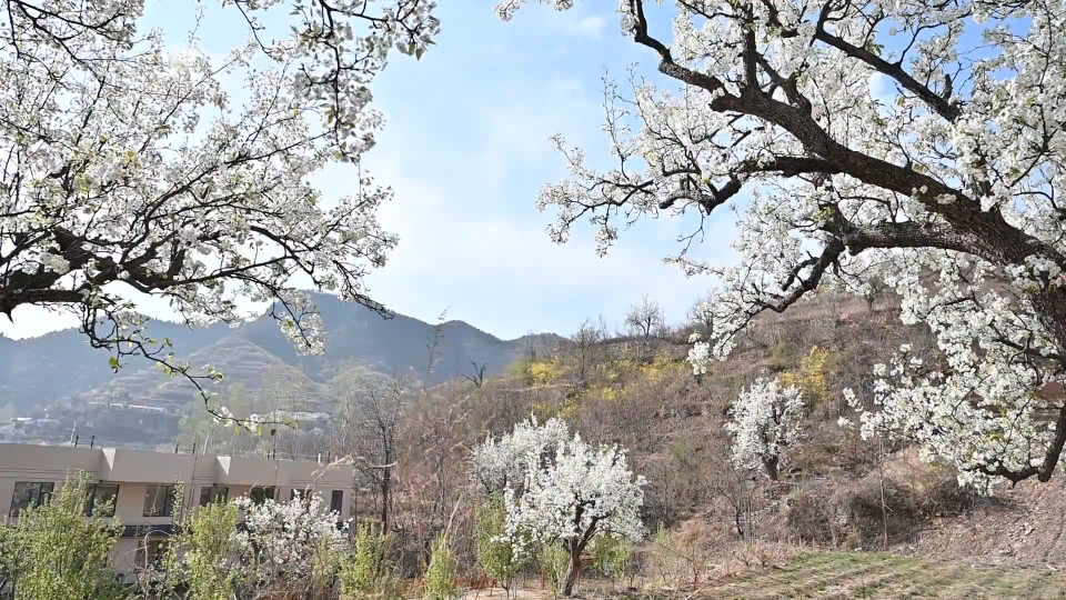 “梨花盛开的村庄”：梨树六百岁 繁花始盛开