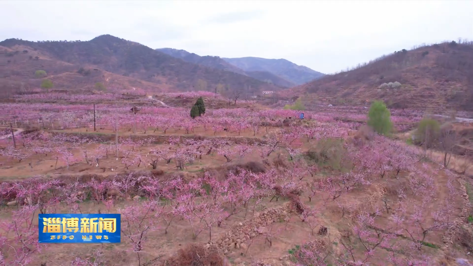 【淄博新闻】春风送来胭脂粉 博山池上桃花开