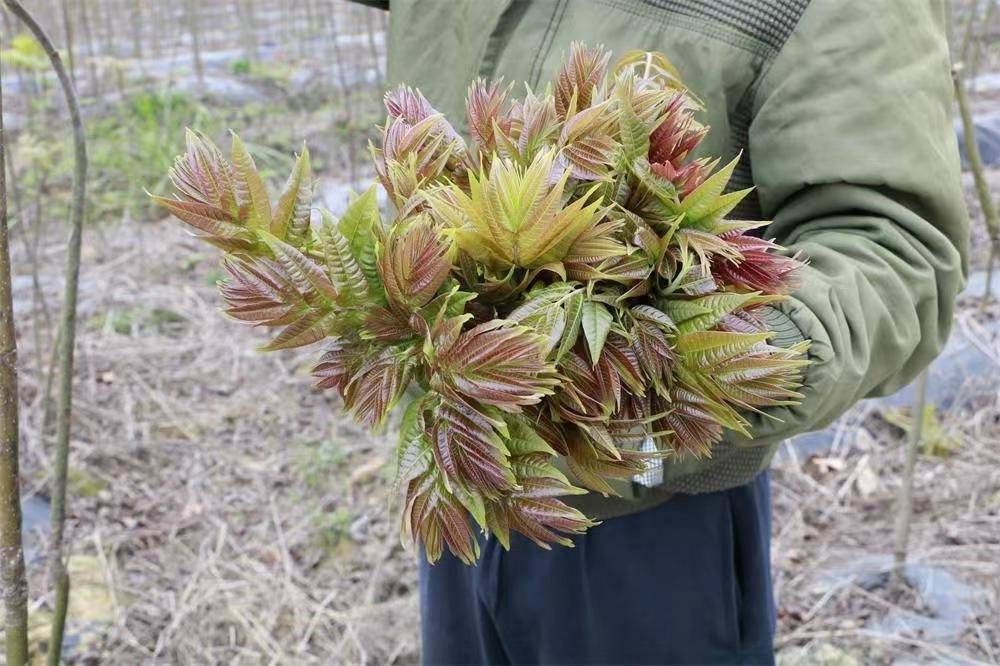 淄博市博山区：“红嘴香椿”飘香红叶柿岩