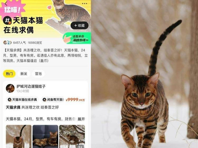 闲鱼上现“宠物豪门相亲”，上万用户在海鲜市场围观“天猫”找对象