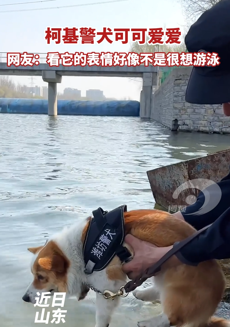 柯基警犬可可爱爱