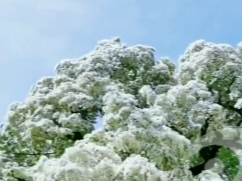 盘点淄博流苏树赏花地 网友：美的应接不暇