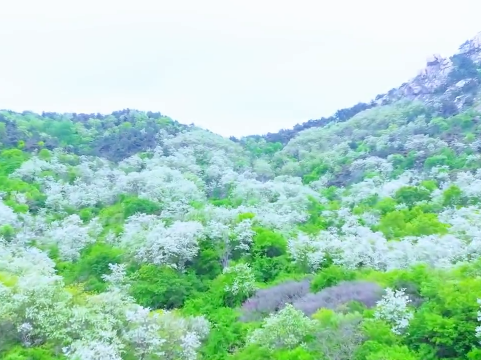 一座秀山默默，一山槐花多情。五一假期来趟临沭吧！