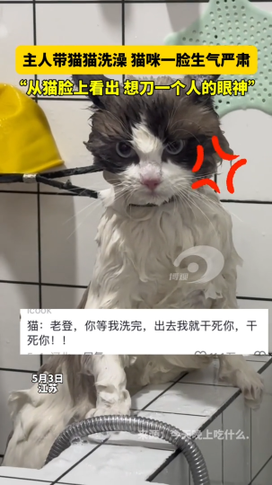 主人带猫猫洗澡，猫咪一脸生气严肃