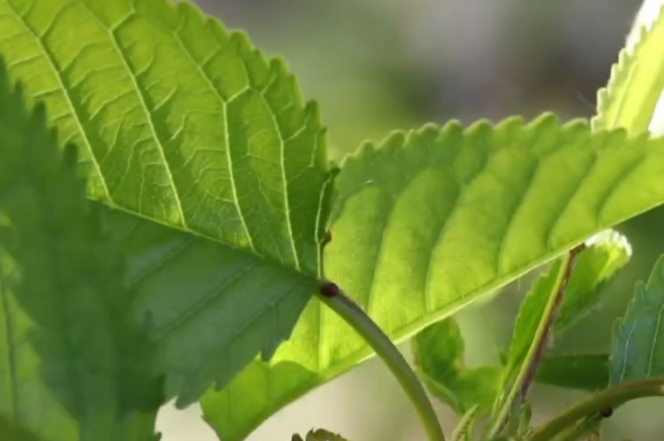 美食淄博·初夏这样吃 清热又解暑