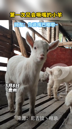 第一次见会噘嘴的小羊