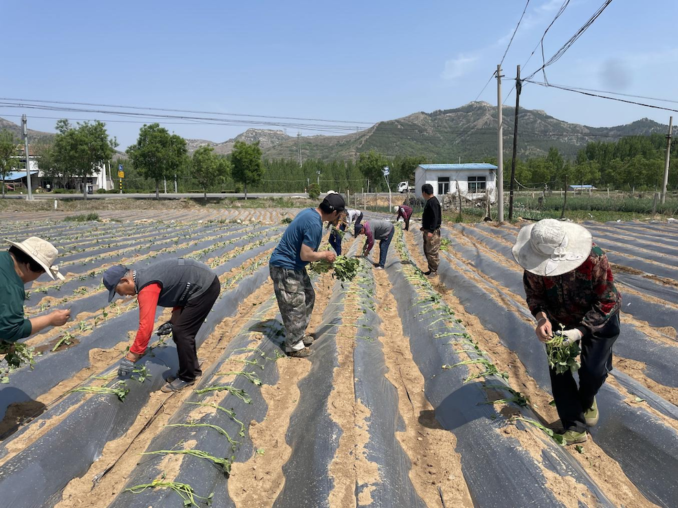 淄博市博山区：“小红薯”“大榛子”共谱乡村振兴新篇章