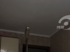 猫咪半夜不睡站在门框上 网友：这是哪里来的猫头鹰