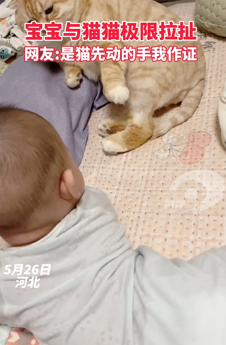 宝宝与猫猫极限拉扯