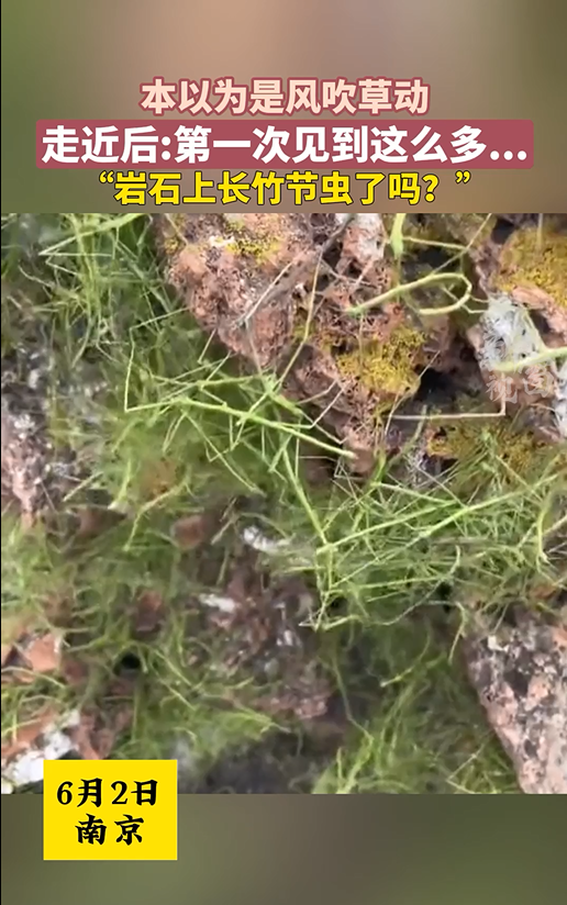 本以为是风吹草动 没想到是竹节虫