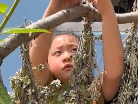 【视频】幼儿园小朋友体验过端午节  家长：这种包粽子的手法我真不会！