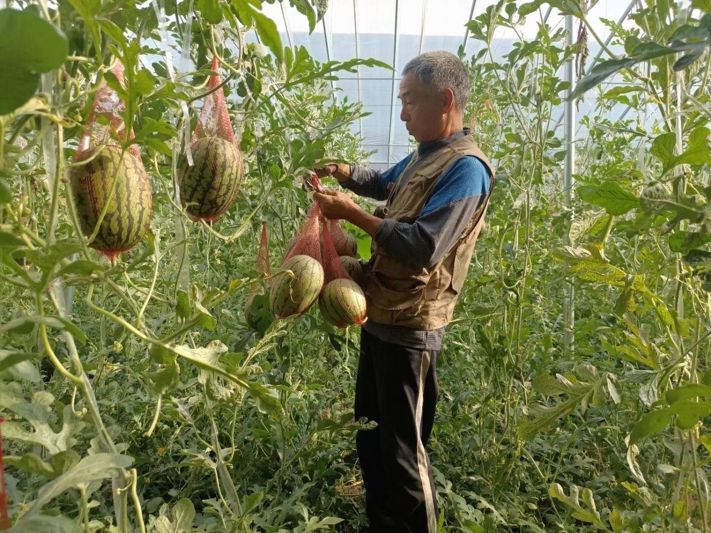 淄博市张店区：近郊菜园子 这里的特色农业“与众不同”