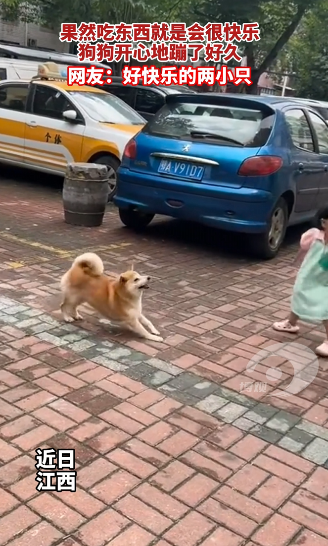 果然吃东西就是会很快乐，狗狗开心地蹦了好久。来源：雨露均沾