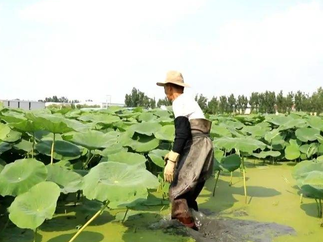 新鲜嫩脆！桓台这一“专属”美味上市啦