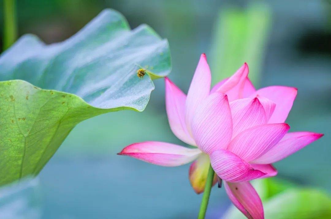 好看又好吃！这个夏天，“荷”你“藕”遇桓台池塘里的“宝贝”~