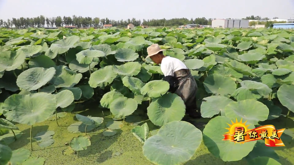 【“暑”你最美】盛夏时节踩藕人