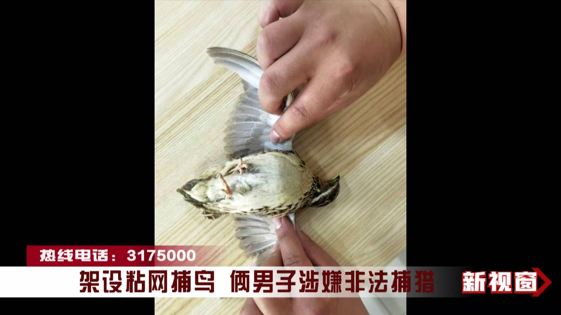 架设粘网捕鸟 俩男子涉嫌非法捕猎