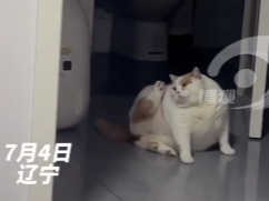 胖猫猫自己挠痒痒 网友：看得出它的努力