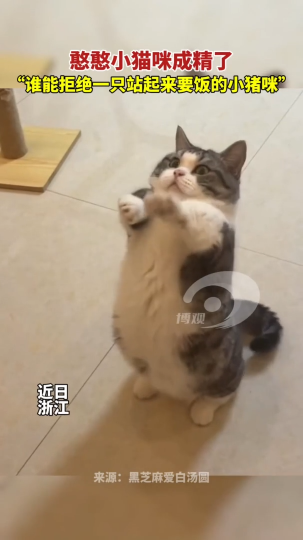 憨憨小猫咪成精了“谁能拒绝一只站起来要饭的小猪咪”