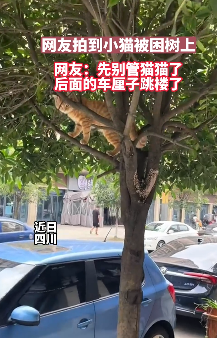 网友拍到小猫被困树上