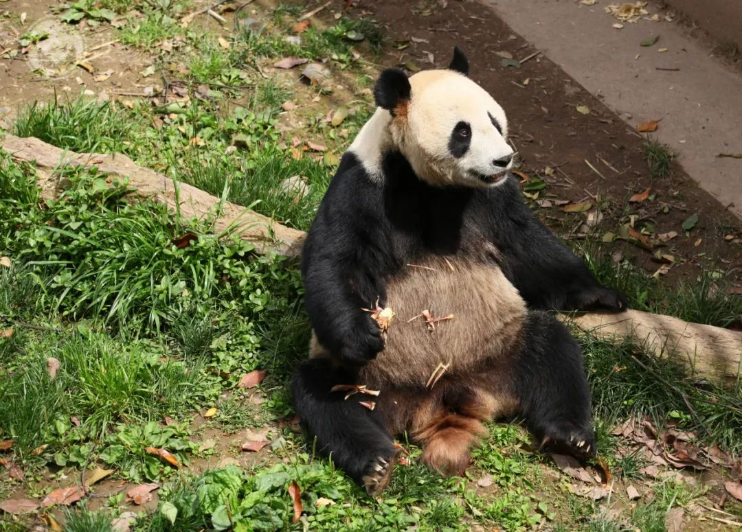 消息传来！“彤彤”突然去世！曾经来过淄博