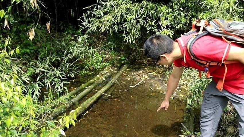 “消失”半个多世纪！这个极危物种现身