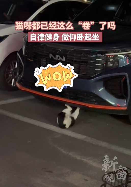 猫咪都这么“卷”了吗