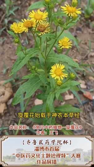 《常见中药植物—旋覆花》“齐鲁医药学院杯”淄博市首届中医药文化主题短视频大赛作品展播（26）