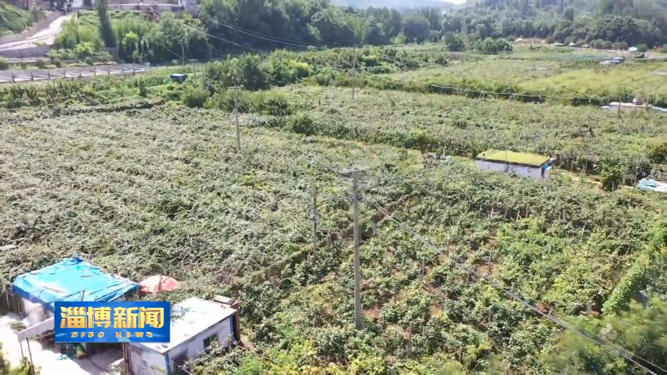 【淄博新闻】【丰收时节】淄川：特色农业种植跑出乡村振兴“加速度”