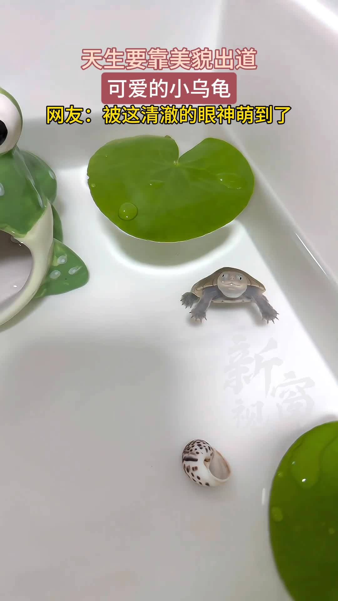 天生要靠美貌出道的小乌龟