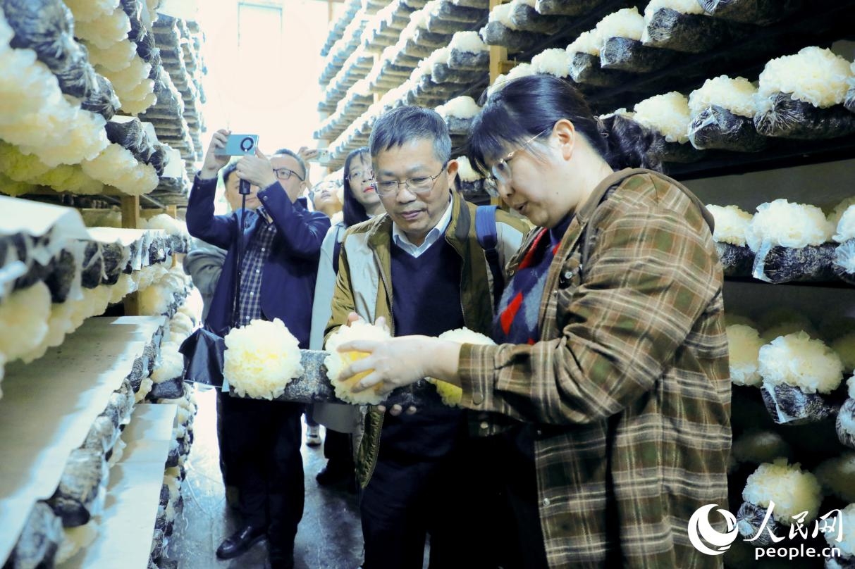 福建农林大学（古田）菌业研究院院长孙淑静（右一）与专家学者观摩新品种银耳HT108的生长状况。人民网 李唯一摄