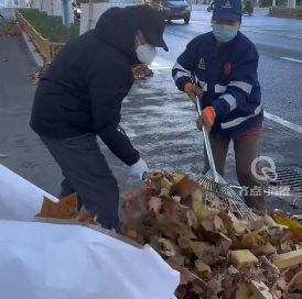 【视频】雨后落叶大范围脱落，城管全员协助环卫工人进行集中清理