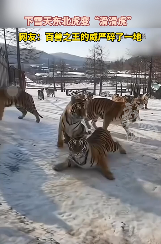 下雪天东北虎变“滑滑虎”