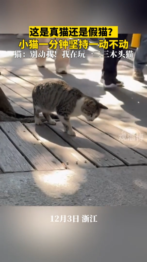 这是真猫还是假猫？小猫一分钟坚持一动不动