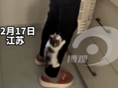 闻到鱼味的猫猫 爬到正在做饭的主人面前